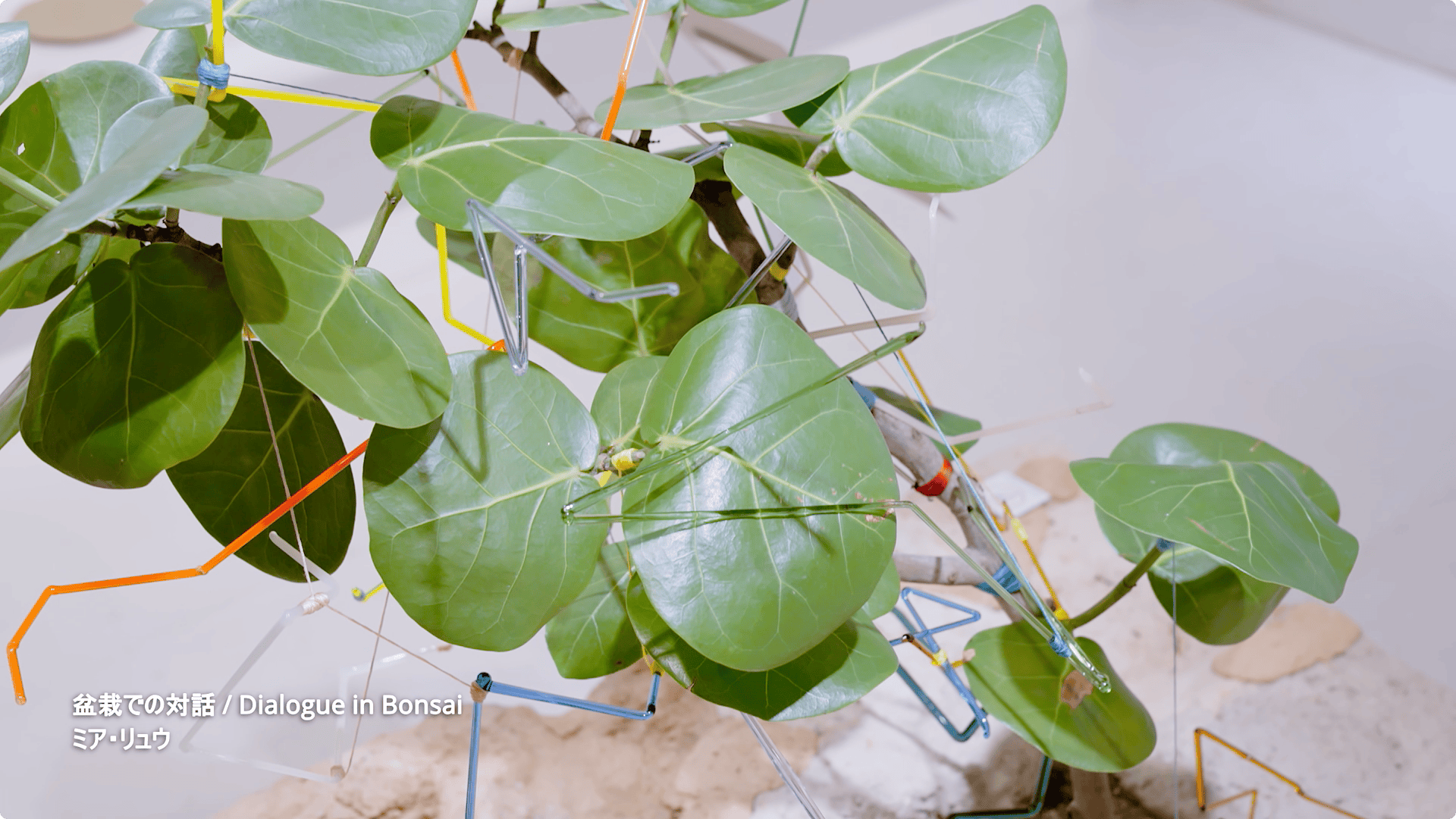 Taiwan Design Research Institute 未來之花見 TAIWAN HOUSE 東京展 映像