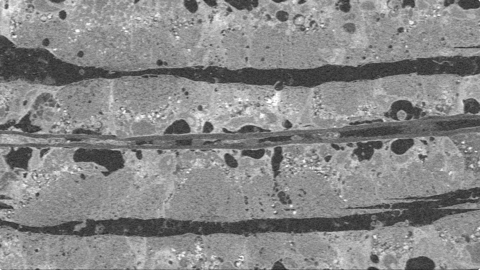 JAMSTEC 海洋研究開発機構 「電子顕微鏡で視る」JAMSTEC LAB VISIT SERIES 05 映像
